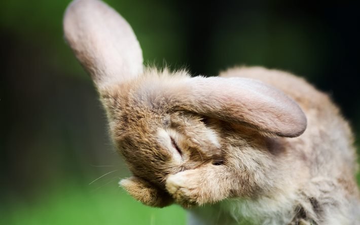 cute rabbit, close-up, wildlife, bokeh, funny animals, rabbits, Lepus, rabbit
