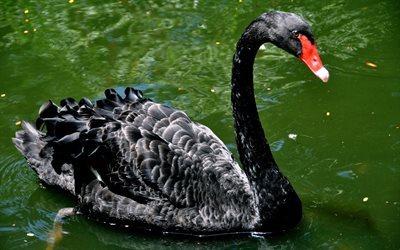 black swan, lake, birds, swans