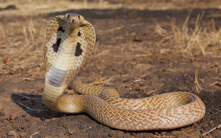 cobra, wildlife, snake, dangerous snake, predator