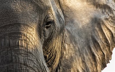 elefantti, Afrikka, vanha elefantti, silm&#228;