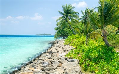 Tropical, isla, litoral, mar, palmeras, Maldivas