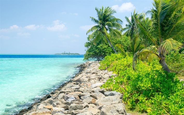 Tropicale, isola, costa, oceano, palme, Maldive