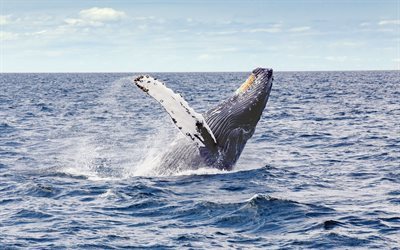 baleia, oceano, ondas, grande baleia, baleia jubarte