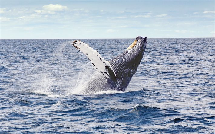 whale, ocean, waves, big whale, humpback whale