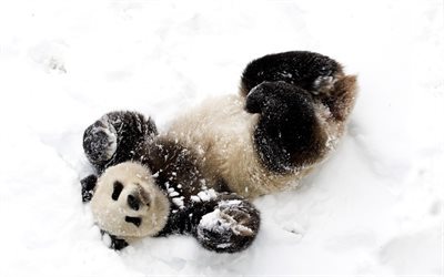 panda, winter, snow, bear