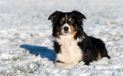 Border Collie, snow, white black dog, pets, winter