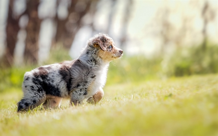 Australian Shepherd, pets, Aussie, lawn, cute animals, dogs, Australian Shepherd Dog