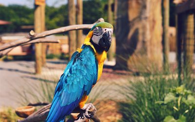 Hyacinth macaw, zoo, parrots, blue parrot, macaw, Anodorhynchus hyacinthinus