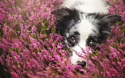 Border Collie Dog, 4k, lavender, pets, cute animals, dogs, Border Collie