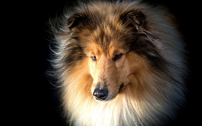 Collie, grande peloso cane, animali domestici, cani