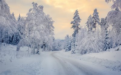winter landscape, forest, road, snow, sunset, evening