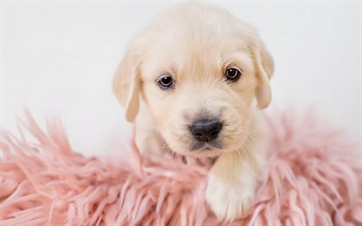 ゴールデンレトリーバー, 子犬, 小さなラブラドール, かわいい子犬, ペット, labradors, 犬, リー