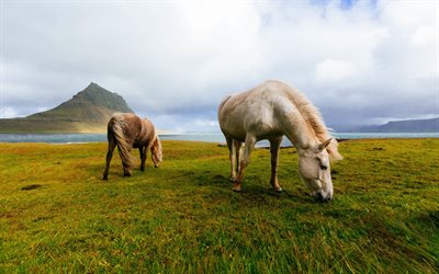 Icelandic Horse, wildlife, horses, grassland, Iceland