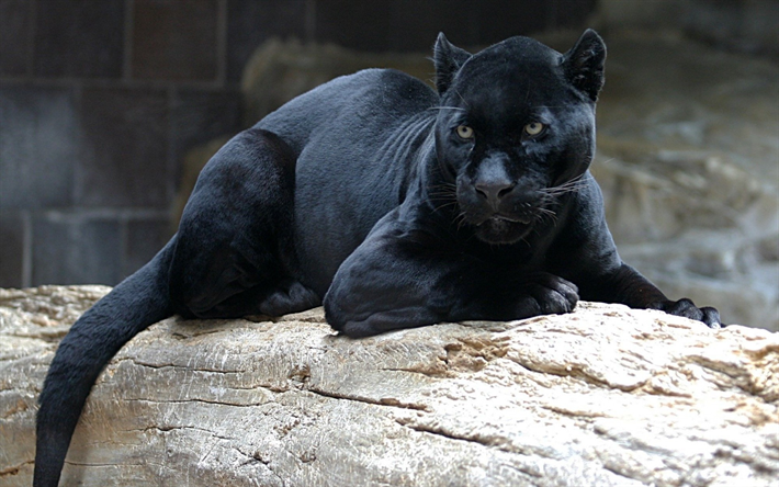 black panther, wild cat, zoo, dangerous animals, predators