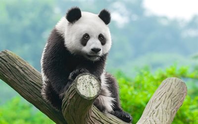 panda, jardim zool&#243;gico, urso bonito, China, ursos