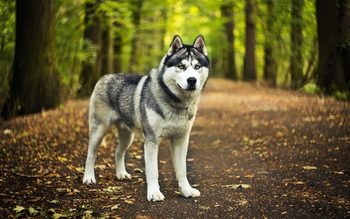 シベリアンハスキー, 森林, かわいい動物たち, ボケ, ペット, ハスキー, HDR, かわいい犬, 犬, シベリアンハスキー犬