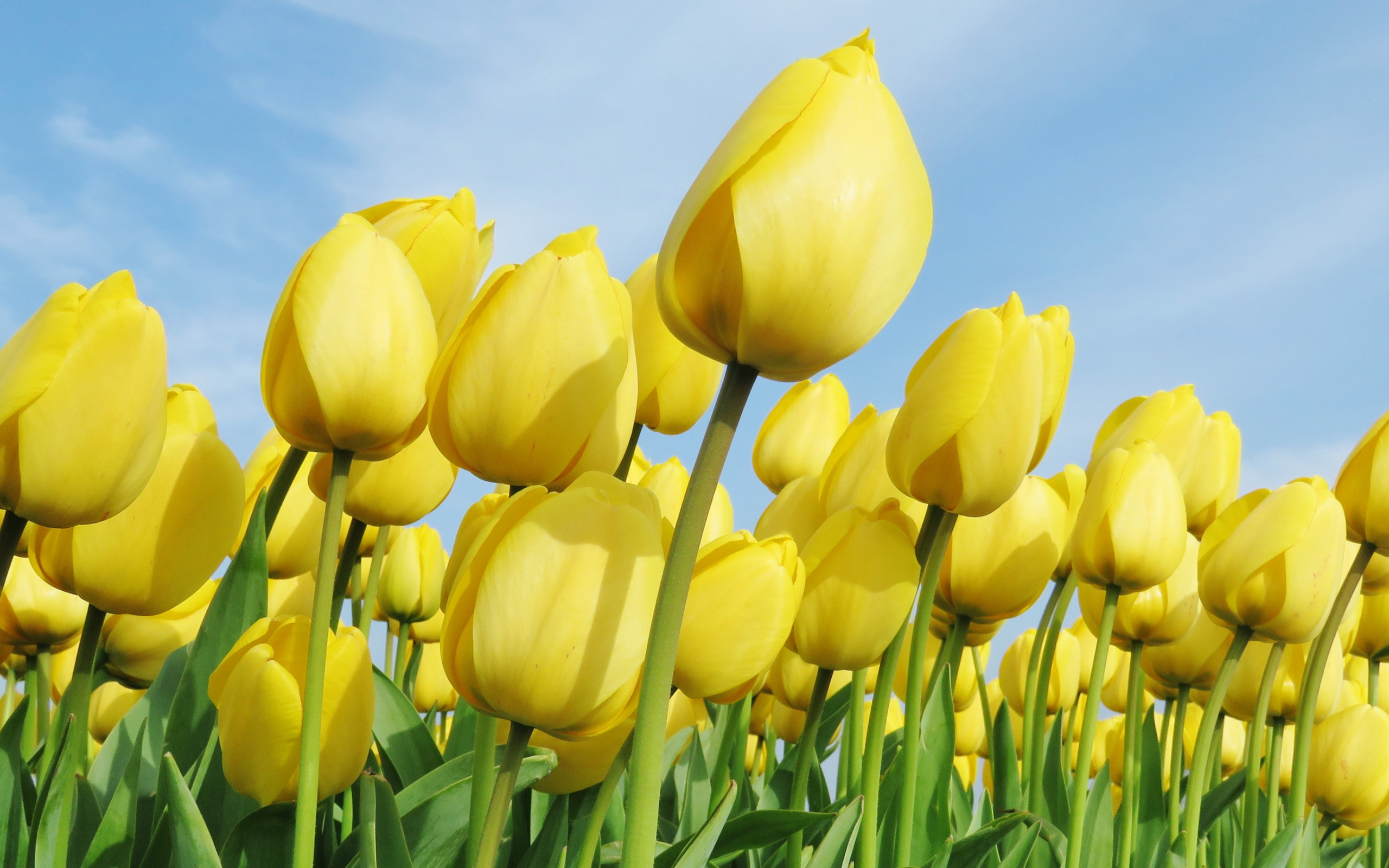 Download wallpapers yellow tulips, yellow flowers, field of tulips