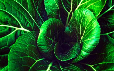 4k, green cabbage, organic food, macro, vegetables textures, cabbage textures, cabbage leaves, fresh vegetables, cabbage, vegetables