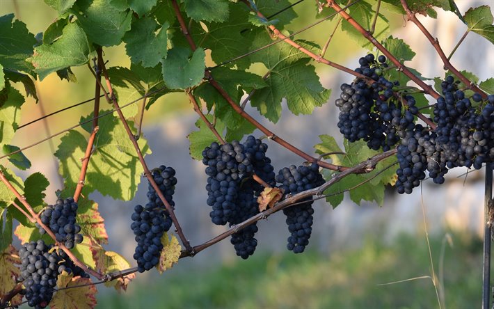 vineyard, bunches of grapes, fruits, grapes, grape harvest