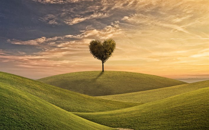 green heart tree, love nature, evening, sunset, tree heart, green grass, Love the Earth, Save Earth