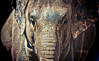 elefante, Africa, antico elefante, fauna selvatica, tronco