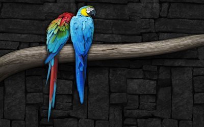 blu pappagallo, macaw parrot, un paio di pappagalli, ramo, uccelli