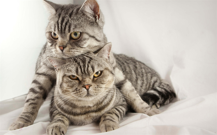 Amerikan kısa kuyruklu kedisi, 4k, gri kedi, hayvan, sevimli hayvanlar, iki kedi
