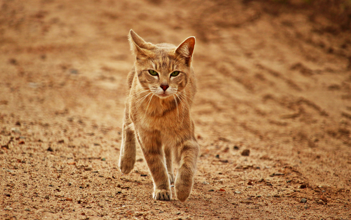 Arap Mau, yerli kedi, 4к, kırmızı kedi, hayvanlar, sevimli hayvanlar, kısa sa&#231;lı cins