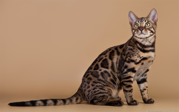 California Spangled Cat, 4k, o gato dom&#233;stico, animais de estima&#231;&#227;o, gatos