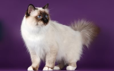 Birman Cat, domestic cat breed, 4k, pets, fluffy white cat, Sacred Cat of Burma