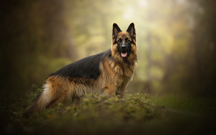German Shepherd Dog, Dog, Forest, Hunting Dogs, Pets