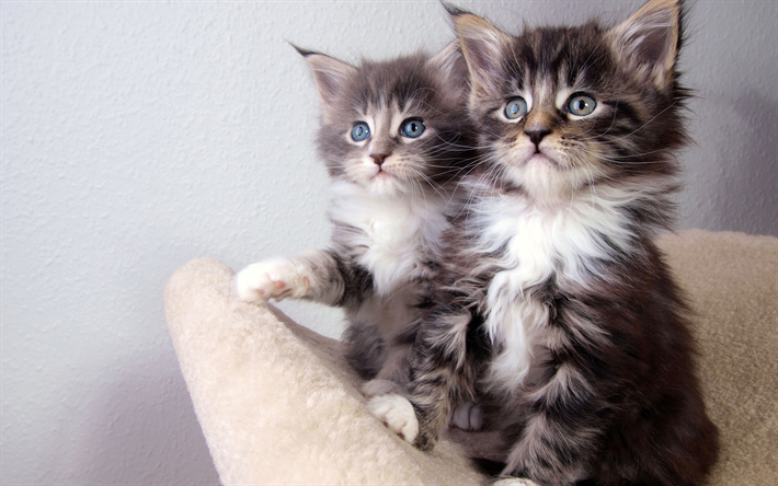 American Curl Cat, kittens, 4k, cute animals, short-haired cats, gray kittens