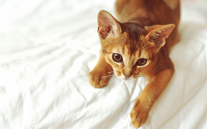 Abyssinian Cat, 4k, ginger cat, pets, Egyptian cat, Felis catus