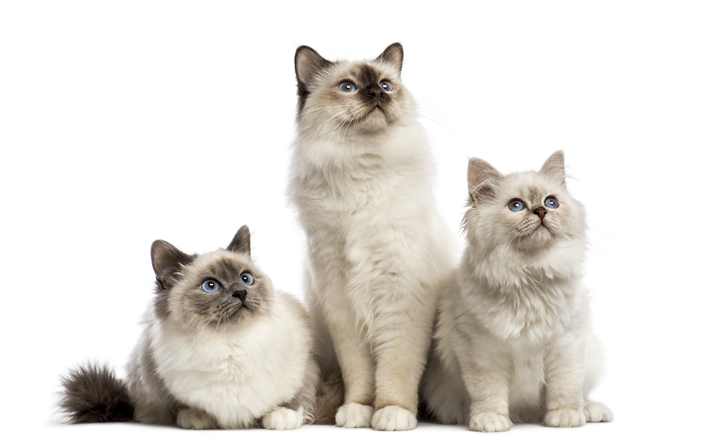 Birman Gatos, 4k, trio, gatinhos, animais de estima&#231;&#227;o, gatos, fofo gatos, Birman