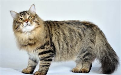 Siberian Cat, 4к, furry gray cat, pets, cute animals, domestic cat
