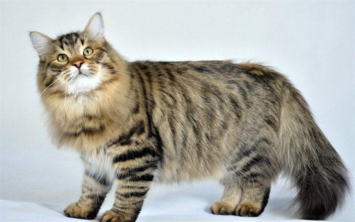 Gato siberiano, 4к, peludo gato gris, mascotas, animales lindos, gato dom&#233;stico