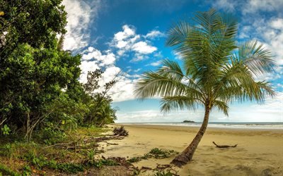 tropical island, beach, palms, ocean, waves, jungle