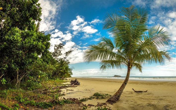 tropiska &#246;n, beach, palms, ocean, v&#229;gor, djungel