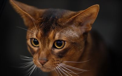 Abyssinian, 4k, muzzle, cute animals, cats, Abyssinian Cat