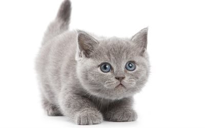 British Shorthair Cat, kitten, 4k, cute animals, pets, gray fluffy kitten, cats