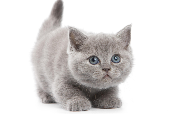 Gato British Shorthair, gatinho, 4k, animais fofos, animais de estima&#231;&#227;o, cinza fofo gatinho, gatos