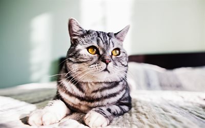 British Shorthair, close-up, gato cinzento, olhos amarelos, focinho, o gato dom&#233;stico, animais de estima&#231;&#227;o, gatos, animais fofos, Gato British Shorthair