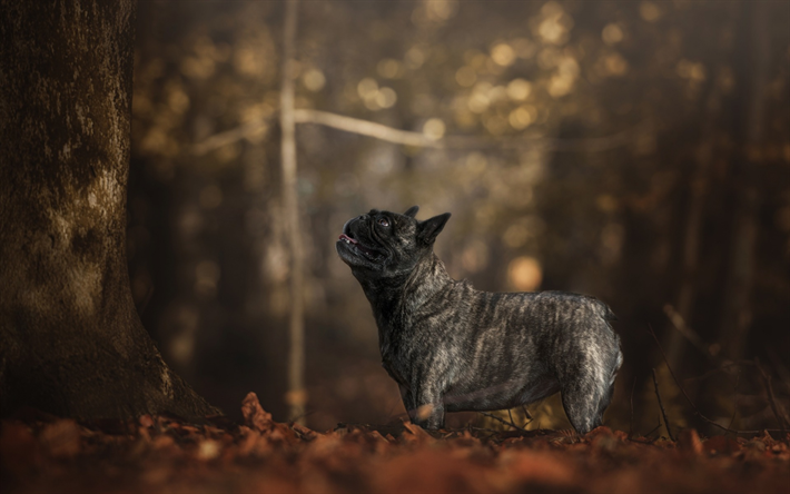 franz&#246;sische bulldogge, kleiner schwarzer welpe, niedlich, kleine tiere, herbst, wald, haustiere, hunde