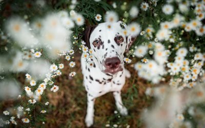 dalmatien, petit chiot blanc, petit chien, animal de compagnie, chien tachet&#233;, des animaux mignons, des chiens
