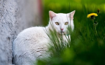 Angora cat, Turkish Angora, white fluffy cat, pets, green grass, cat
