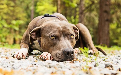 Pit Bull Terrier, bokeh, brown pitbull, parque, cachorros, Pit Bull, animais de estima&#231;&#227;o, Pit Bull Dog