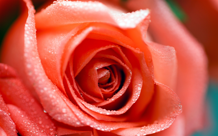 4k, rosa rosen, tau, close-up, knospen, rosa blumen, rosen