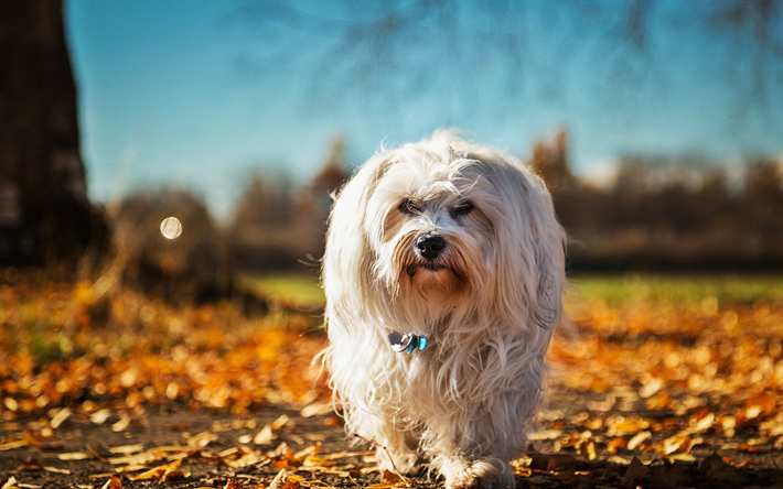 Pointer, sonbahar, hayvanlar, Havana Bichon, shaggy k&#246;pek, komik k&#246;pek, Bichon Pointer, &#231;alışan k&#246;pek, sevimli hayvanlar, k&#246;pek, Havana Bichon K&#246;pek