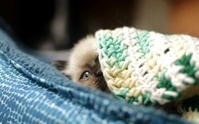 Ragdoll, close-up, kitten, denectic cat, blanket, blue eyes, cute animals, cats, pets, Ragdoll Cats