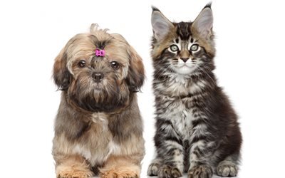Shih Tzu, Maine Coon, dog and kitten, cute animals, pets, cat and dog, friends, cats, dogs, friendship concepts